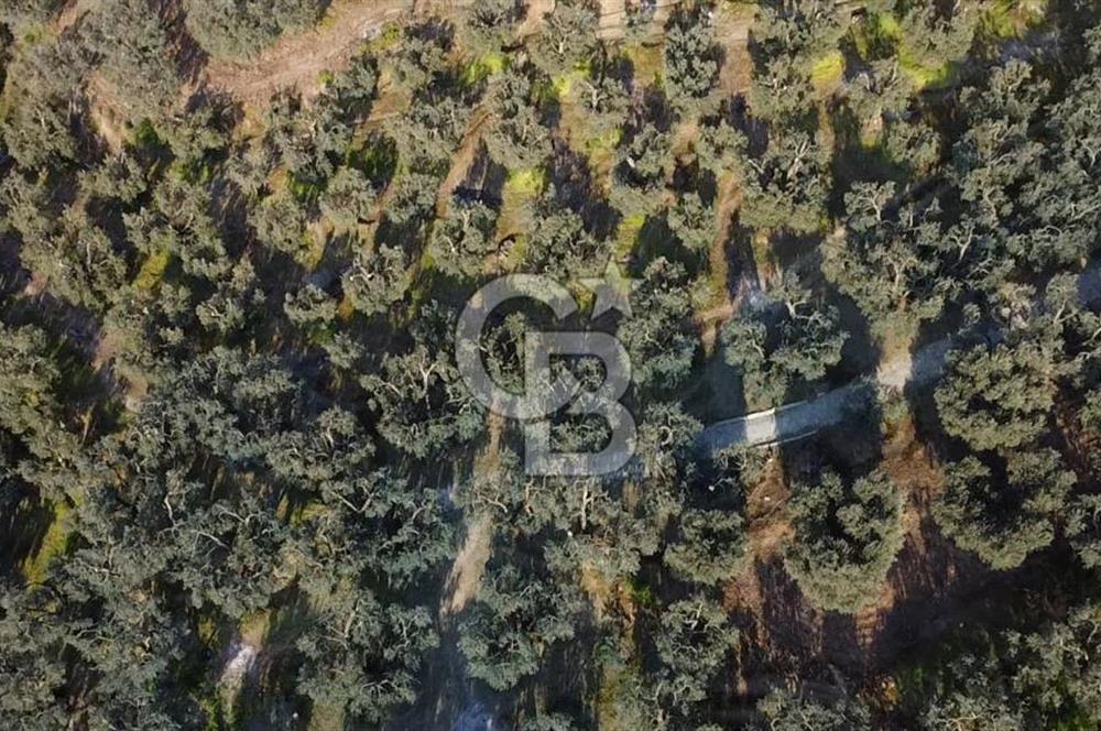 CB Leader'dan Edincik'te Denize 500m Bakımlı Zeytinlik