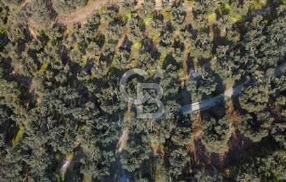 CB Leader'dan Edincik'te Denize 500m Bakımlı Zeytinlik