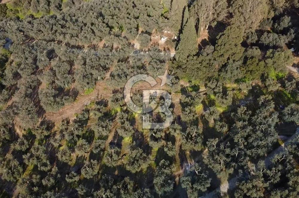 CB Leader'dan Edincik'te Denize 500m Bakımlı Zeytinlik