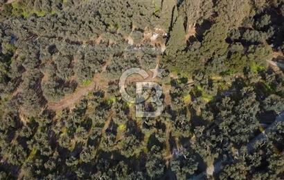 CB Leader'dan Edincik'te Denize 500m Bakımlı Zeytinlik