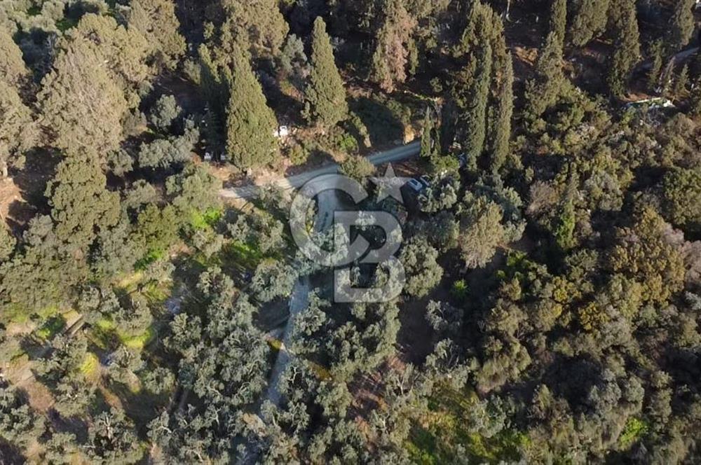 CB Leader'dan Edincik'te Denize 500m Bakımlı Zeytinlik