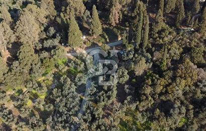 CB Leader'dan Edincik'te Denize 500m Bakımlı Zeytinlik