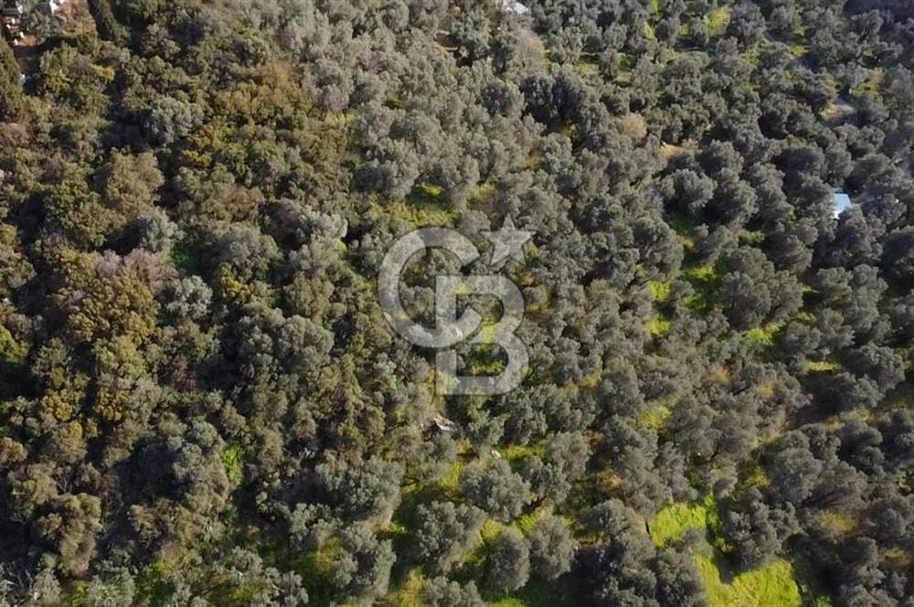 CB Leader'dan Edincik'te Denize 500m Bakımlı Zeytinlik