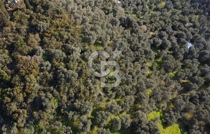 CB Leader'dan Edincik'te Denize 500m Bakımlı Zeytinlik