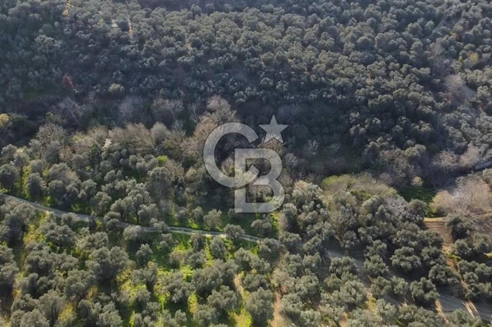 CB Leader'dan Edincik'te Denize 500m Bakımlı Zeytinlik