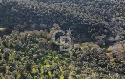 CB Leader'dan Edincik'te Denize 500m Bakımlı Zeytinlik