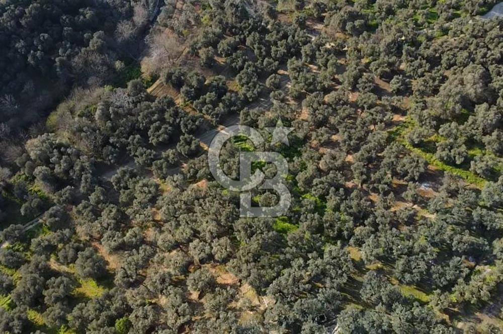 CB Leader'dan Edincik'te Denize 500m Bakımlı Zeytinlik