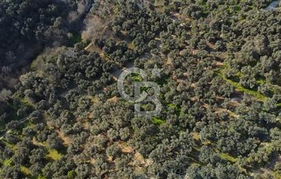 CB Leader'dan Edincik'te Denize 500m Bakımlı Zeytinlik