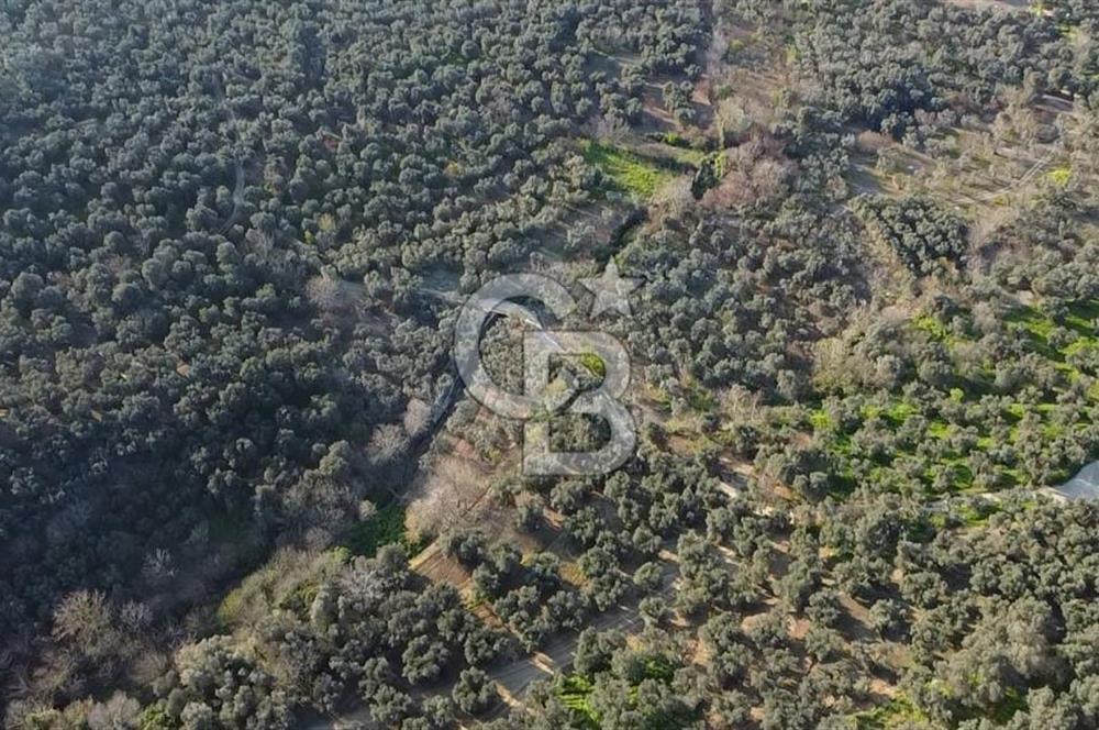 CB Leader'dan Edincik'te Denize 500m Bakımlı Zeytinlik