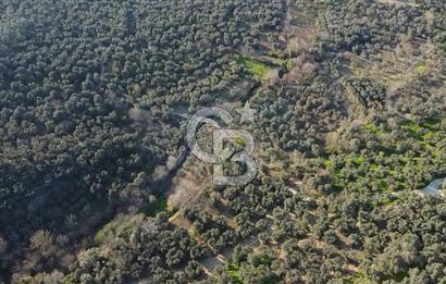 CB Leader'dan Edincik'te Denize 500m Bakımlı Zeytinlik