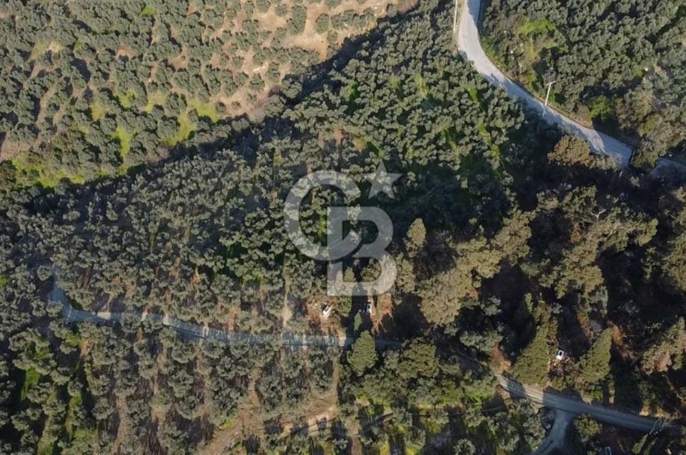 CB Leader'dan Edincik'te Denize 500m Bakımlı Zeytinlik