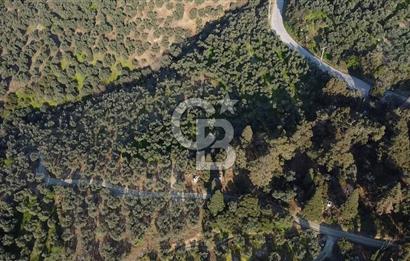 CB Leader'dan Edincik'te Denize 500m Bakımlı Zeytinlik