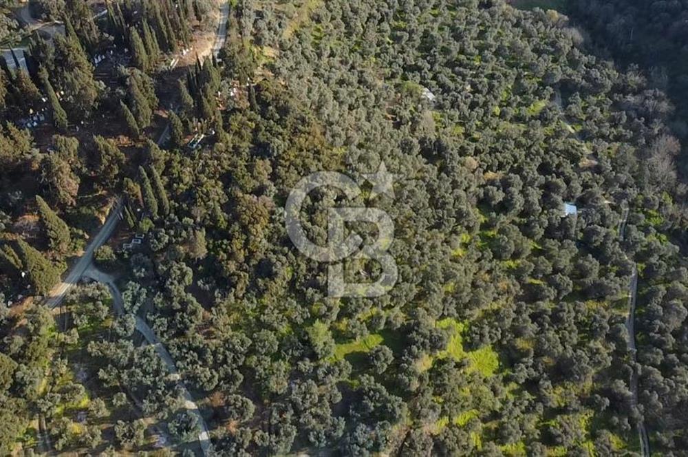 CB Leader'dan Edincik'te Denize 500m Bakımlı Zeytinlik