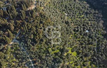 CB Leader'dan Edincik'te Denize 500m Bakımlı Zeytinlik