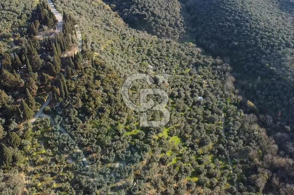 CB Leader'dan Edincik'te Denize 500m Bakımlı Zeytinlik