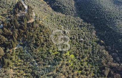 CB Leader'dan Edincik'te Denize 500m Bakımlı Zeytinlik