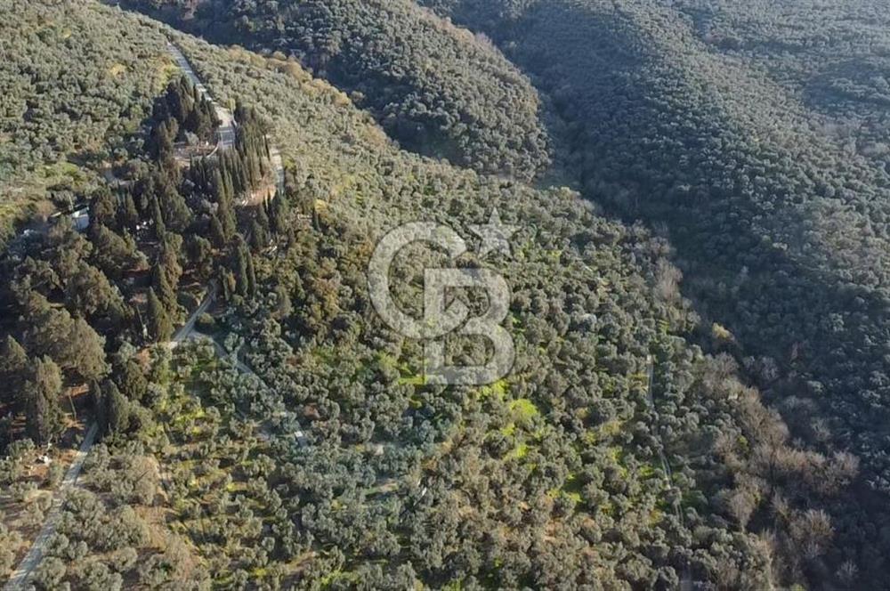 CB Leader'dan Edincik'te Denize 500m Bakımlı Zeytinlik