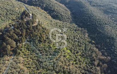 CB Leader'dan Edincik'te Denize 500m Bakımlı Zeytinlik