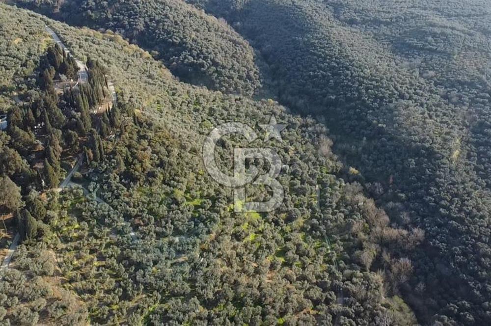 CB Leader'dan Edincik'te Denize 500m Bakımlı Zeytinlik