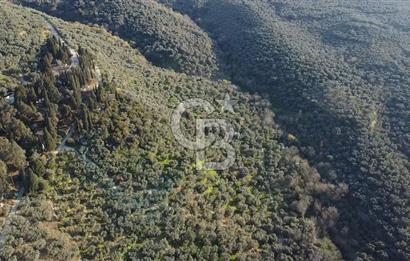 CB Leader'dan Edincik'te Denize 500m Bakımlı Zeytinlik