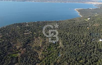 Cb Leader'dan Edincik'te Denize 200m Bakımlı Zeytinlik