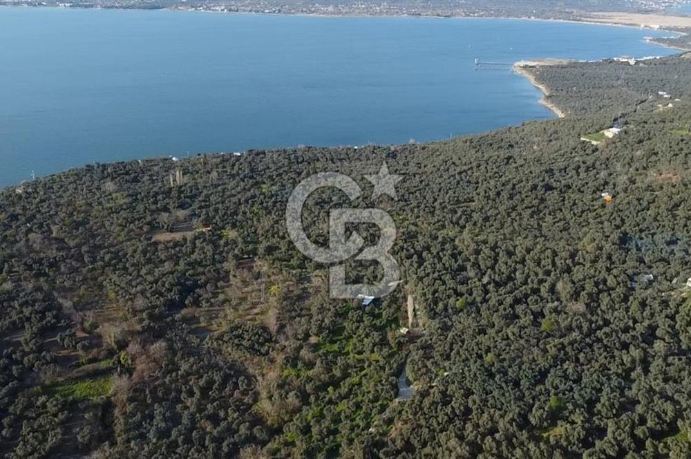 Cb Leader'dan Edincik'te Denize 200m Bakımlı Zeytinlik