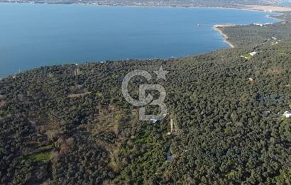 Cb Leader'dan Edincik'te Denize 200m Bakımlı Zeytinlik