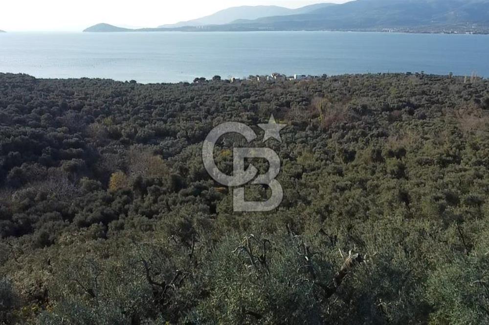 Cb Leader'dan Edincik'te Denize 200m Bakımlı Zeytinlik