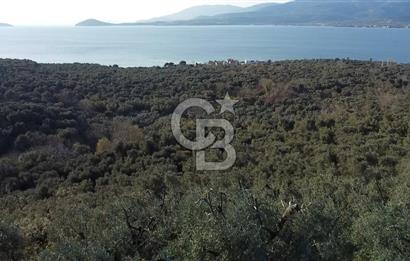 Cb Leader'dan Edincik'te Denize 200m Bakımlı Zeytinlik