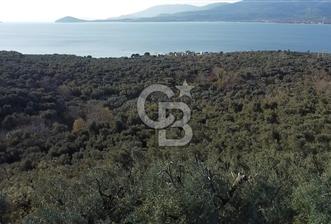 CB Leader'dan Edincik'te Denize 500m Bakımlı Zeytinlik - 3 - 343568