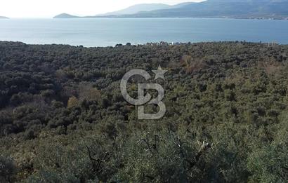 CB Leader'dan Edincik'te Denize 500m Bakımlı Zeytinlik