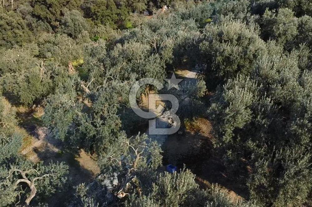 Cb Leader'dan Edincik'te Denize 200m Bakımlı Zeytinlik