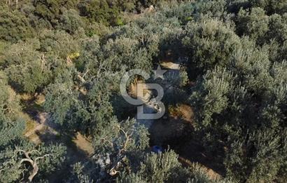 Cb Leader'dan Edincik'te Denize 200m Bakımlı Zeytinlik