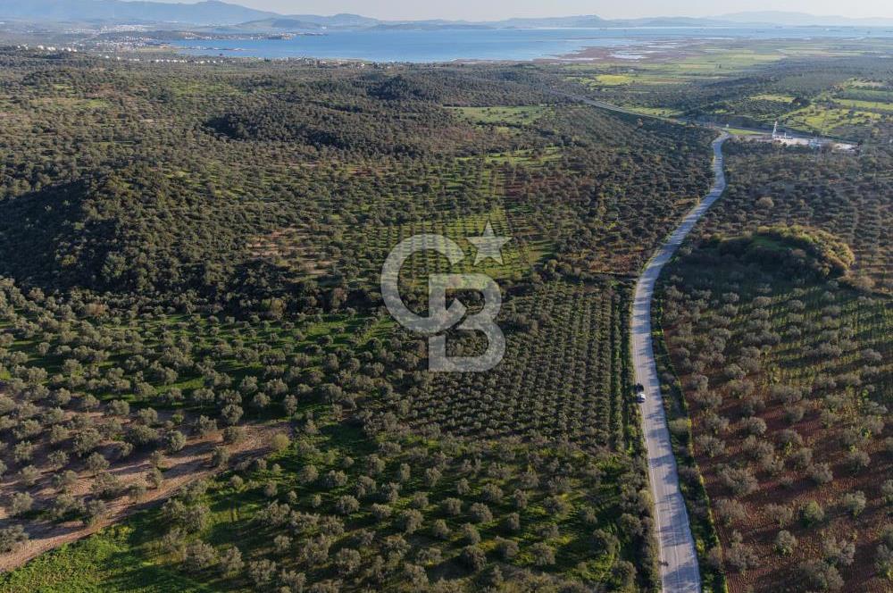 Zeytindağ’da Bakımlı, Üretime Hazır Zeytinlik | Sondajlı, Ulaşımı Kolay