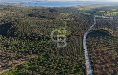Zeytindağ’da Bakımlı, Üretime Hazır Zeytinlik | Sondajlı, Ulaşımı Kolay