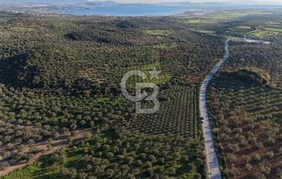 Zeytindağ’da Bakımlı, Üretime Hazır Zeytinlik | Sondajlı, Ulaşımı Kolay