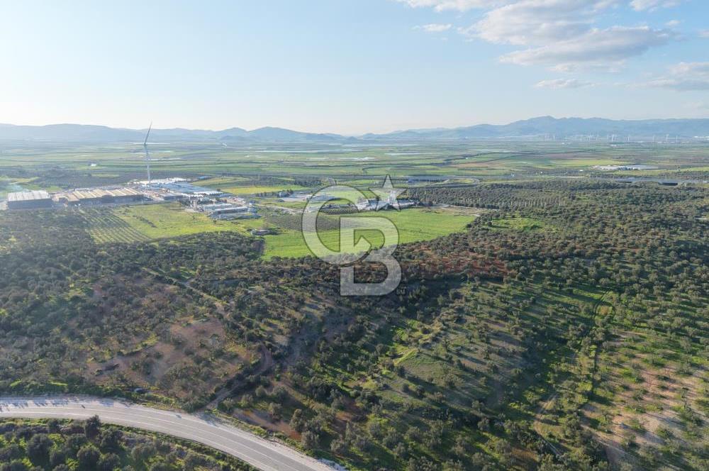 Zeytindağ’da Bakımlı, Üretime Hazır Zeytinlik | Sondajlı, Ulaşımı Kolay