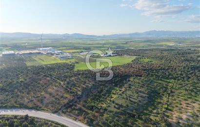 Zeytindağ’da Bakımlı, Üretime Hazır Zeytinlik | Sondajlı, Ulaşımı Kolay
