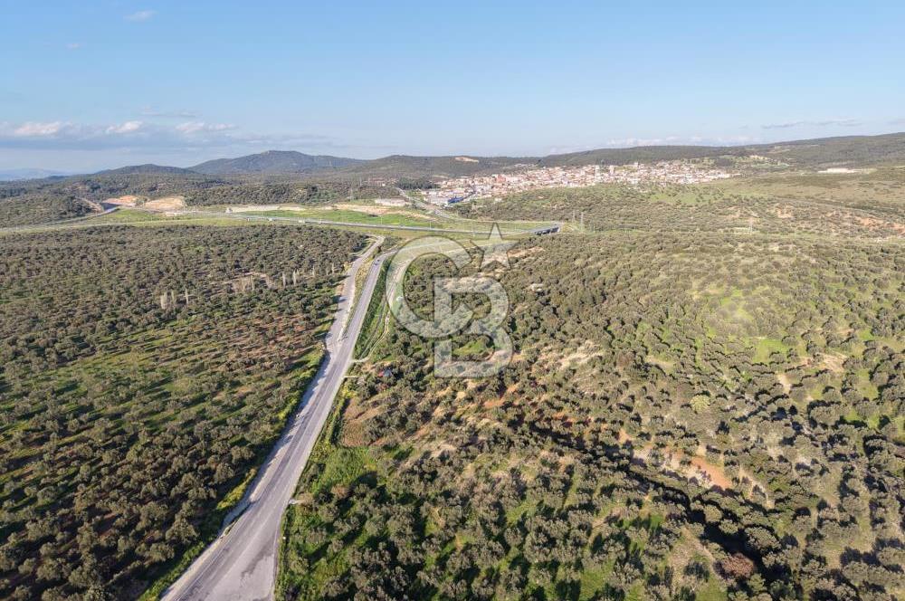Zeytindağ’da Bakımlı, Üretime Hazır Zeytinlik | Sondajlı, Ulaşımı Kolay