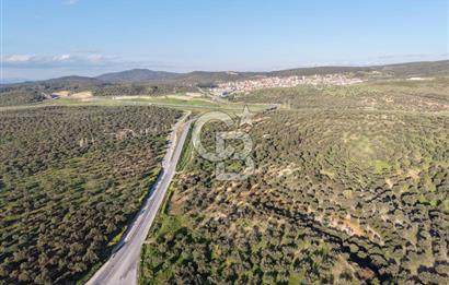 Zeytindağ’da Bakımlı, Üretime Hazır Zeytinlik | Sondajlı, Ulaşımı Kolay