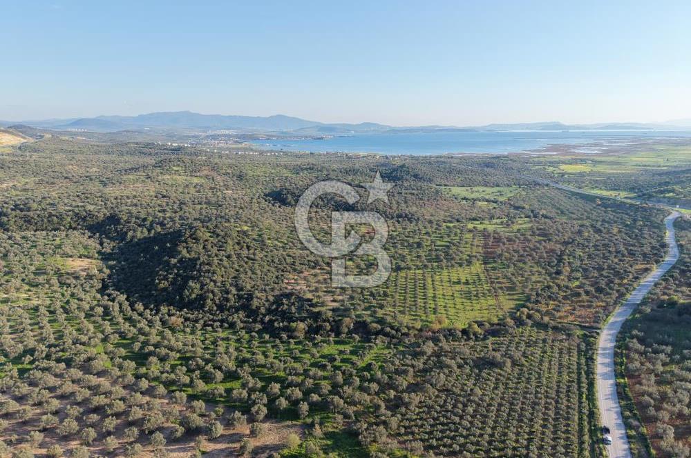 Zeytindağ’da Bakımlı, Üretime Hazır Zeytinlik | Sondajlı, Ulaşımı Kolay