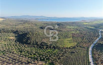 Zeytindağ’da Bakımlı, Üretime Hazır Zeytinlik | Sondajlı, Ulaşımı Kolay
