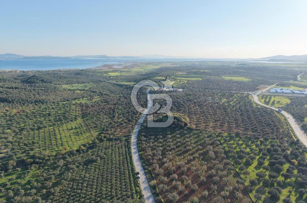 Zeytindağ’da Bakımlı, Üretime Hazır Zeytinlik | Sondajlı, Ulaşımı Kolay