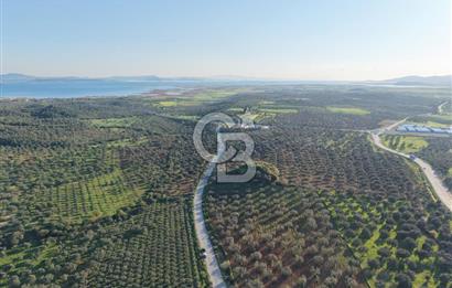 Zeytindağ’da Bakımlı, Üretime Hazır Zeytinlik | Sondajlı, Ulaşımı Kolay