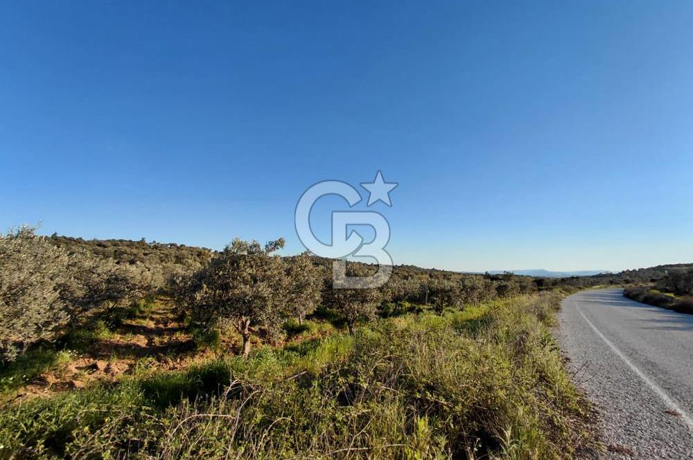Zeytindağ’da Bakımlı, Üretime Hazır Zeytinlik | Sondajlı, Ulaşımı Kolay