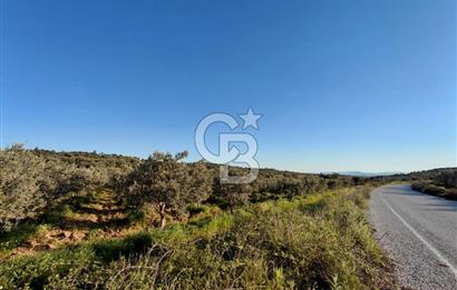 Zeytindağ’da Bakımlı, Üretime Hazır Zeytinlik | Sondajlı, Ulaşımı Kolay