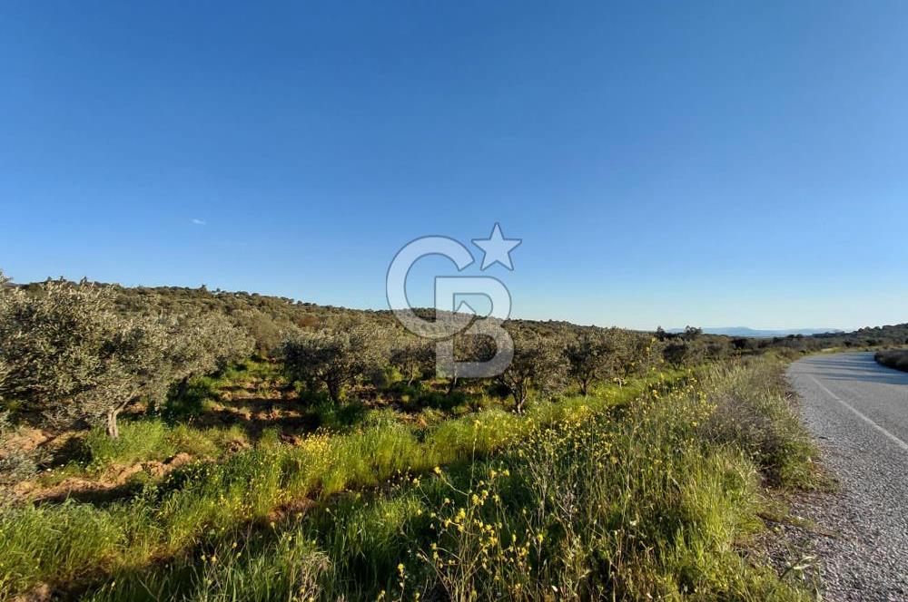 Zeytindağ’da Bakımlı, Üretime Hazır Zeytinlik | Sondajlı, Ulaşımı Kolay