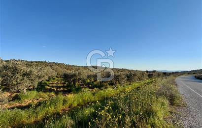 Zeytindağ’da Bakımlı, Üretime Hazır Zeytinlik | Sondajlı, Ulaşımı Kolay