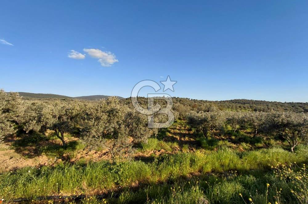 Zeytindağ’da Bakımlı, Üretime Hazır Zeytinlik | Sondajlı, Ulaşımı Kolay