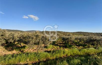 Zeytindağ’da Bakımlı, Üretime Hazır Zeytinlik | Sondajlı, Ulaşımı Kolay